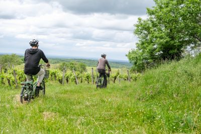Balade à vélo dans les vignes