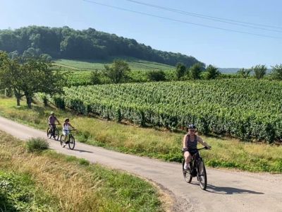 Balade à vélo dans les vignes